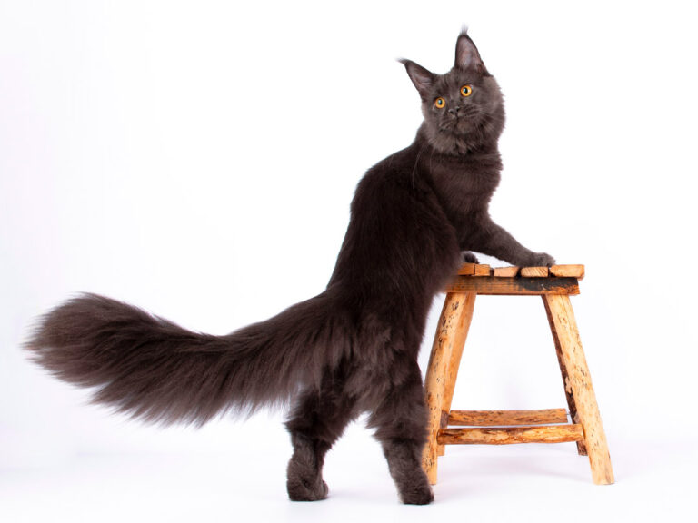 nikomacoons cattery - maine coon femelle bleu solide - tosha des wolf mainecoons