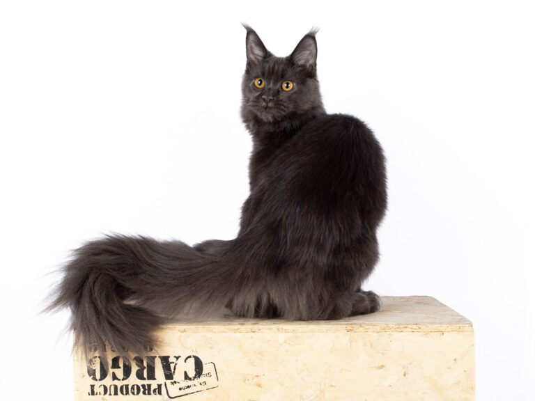nikomacoons cattery - maine coon femelle bleu solide - tosha des wolf mainecoons