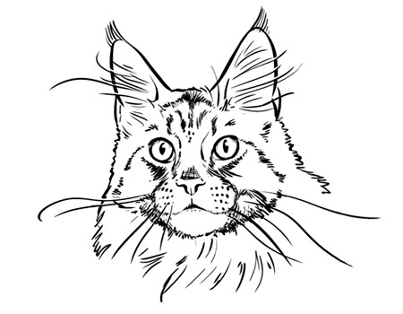 Le standard du Maine Coon - Le visage