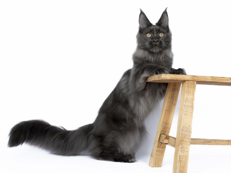 Nikomacoons Teos chaton maine coon male bleu 4-mois - nikomacoon's cattery