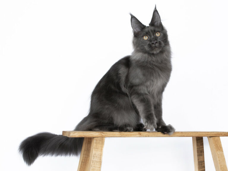 Nikomacoons Teos chaton maine coon male bleu 4-mois - nikomacoon's cattery