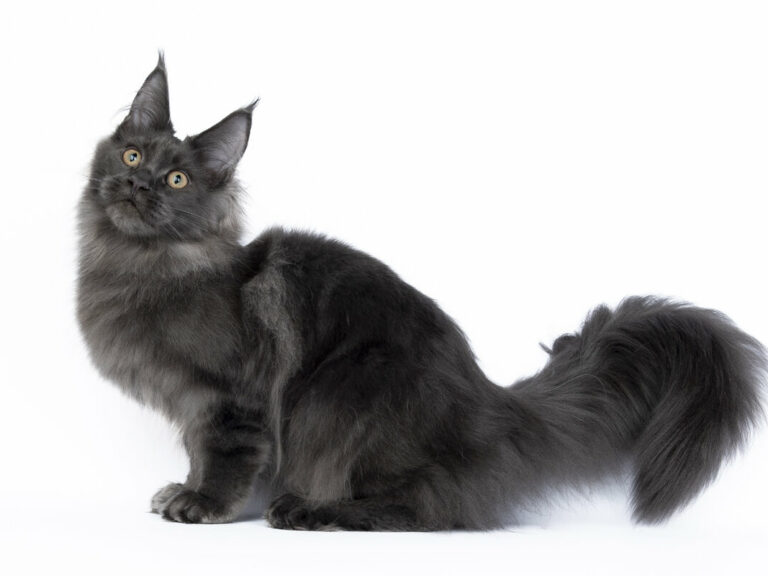 Nikomacoons Teos chaton maine coon male bleu 4-mois - nikomacoon's cattery