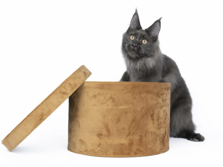 Nikomacoons Teos chaton maine coon male bleu 4-mois - nikomacoon's cattery