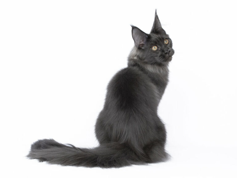 Nikomacoons Teos chaton maine coon male bleu 4-mois - nikomacoon's cattery