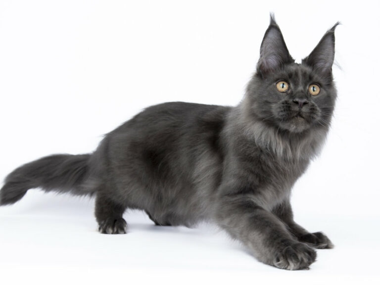 Nikomacoons Teos chaton maine coon male bleu 4-mois - nikomacoon's cattery