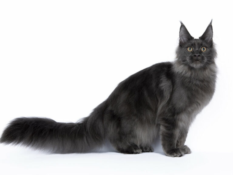 Nikomacoons Teos chaton maine coon male bleu 4-mois - nikomacoon's cattery