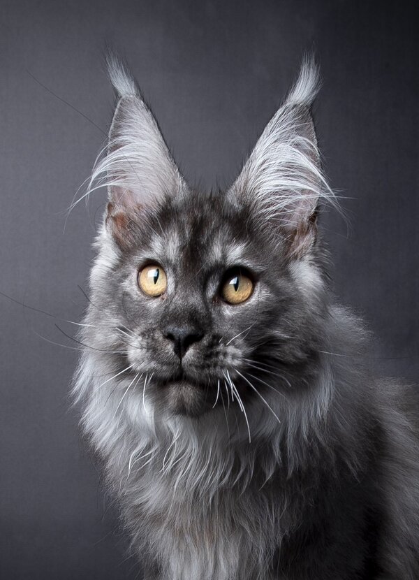 Nikomacoons Taos - chaton maine coon male - black smoke - 5 mois - nikomacoons-cattery