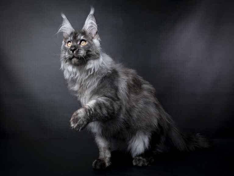 Nikomacoons Taos - chaton maine coon male - black smoke - 5 mois - nikomacoons-cattery