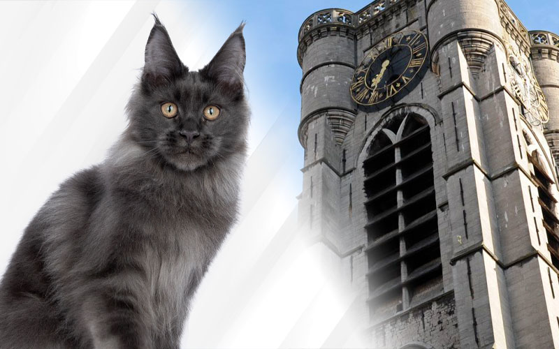 Nikomacoon's Téos exposition feline ATH TICA 2023