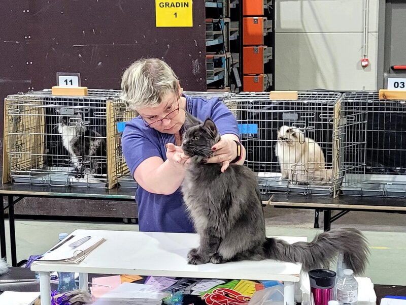 Nikomacoon's Téos exposition feline ATH TICA 2023