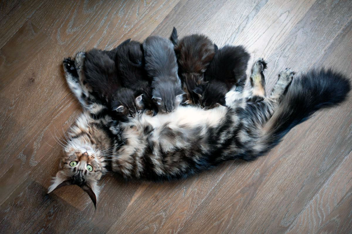 Allaitement de chatons Maine Coon