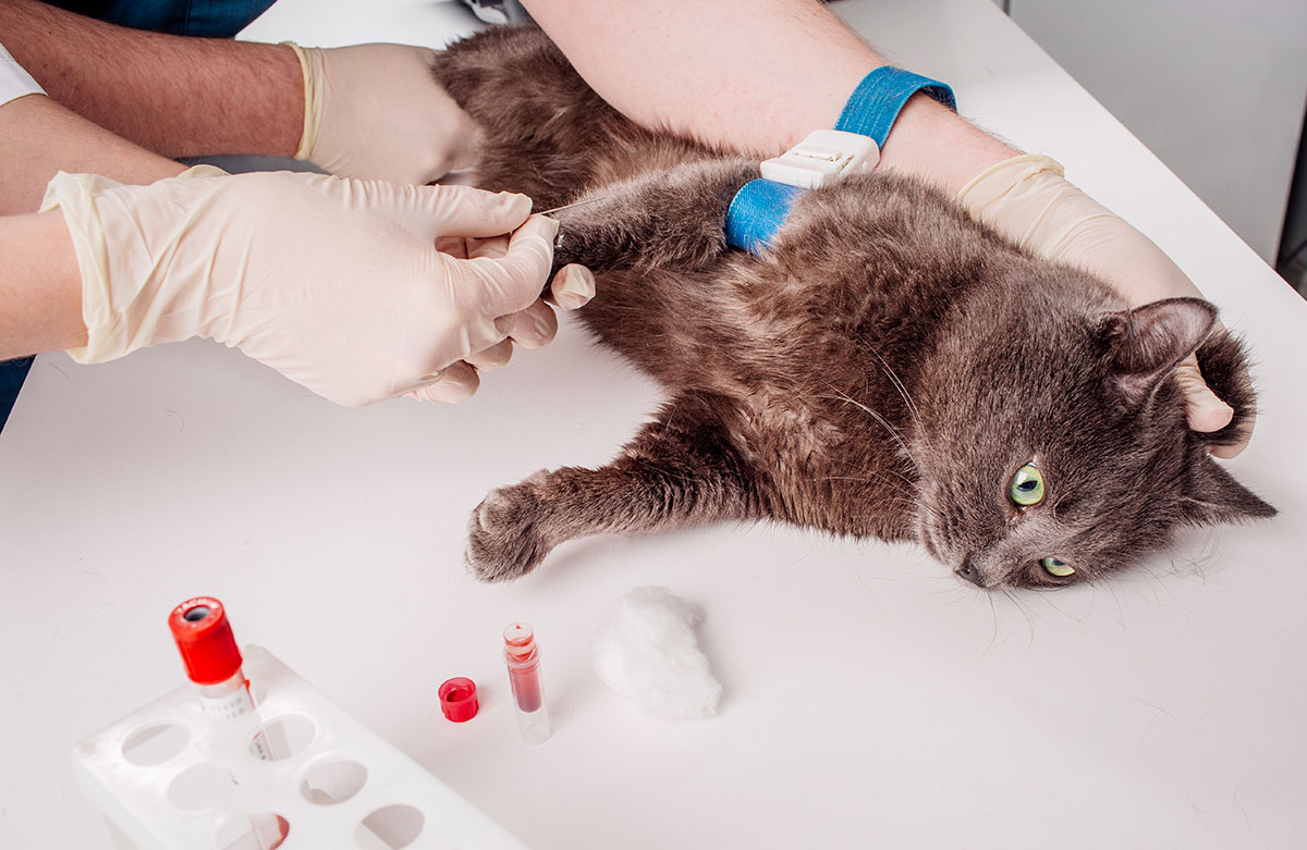 Test sanguin d'un chat chez le vétérinaire