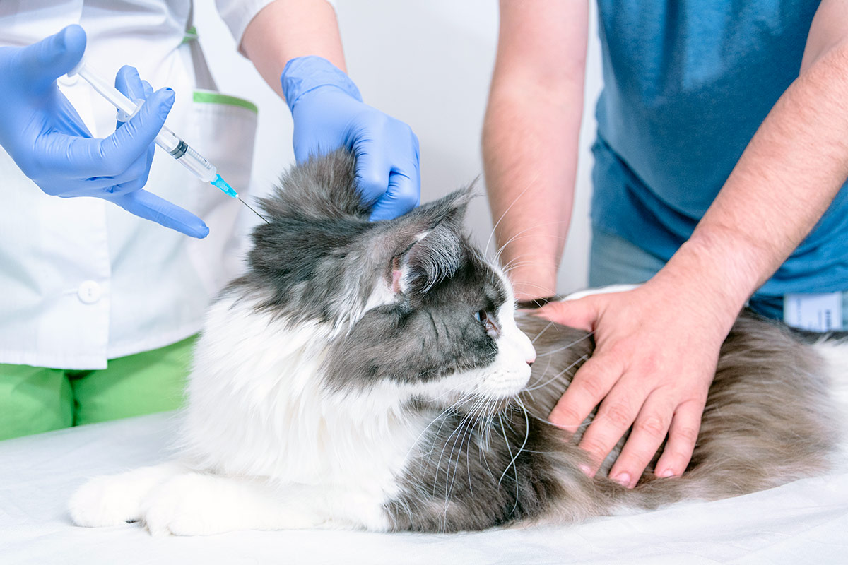 Vaccination du chat contre le coryza