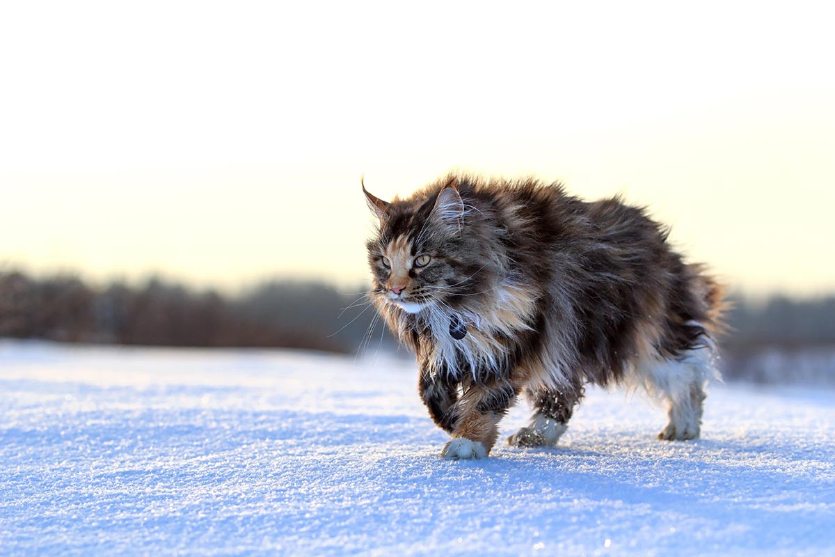 Maine Coon XXL dans la neige