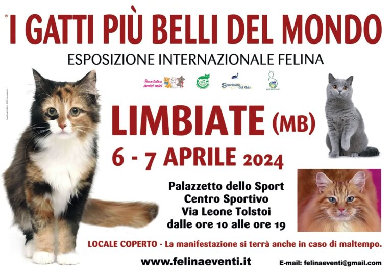 Exposition Féline WCF Limbiate 2024