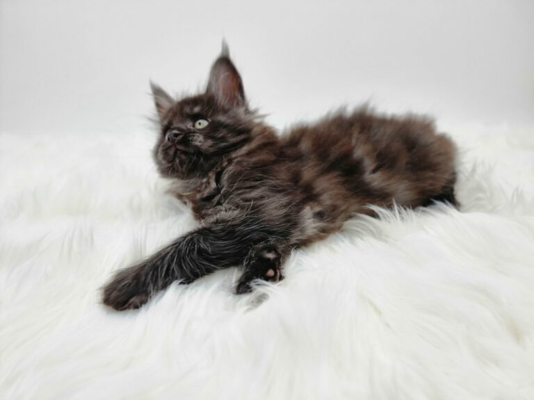 Nikomacoon's Venom - chaton maine coon male - black smoke - 7 semaines - nikomacoons-cattery