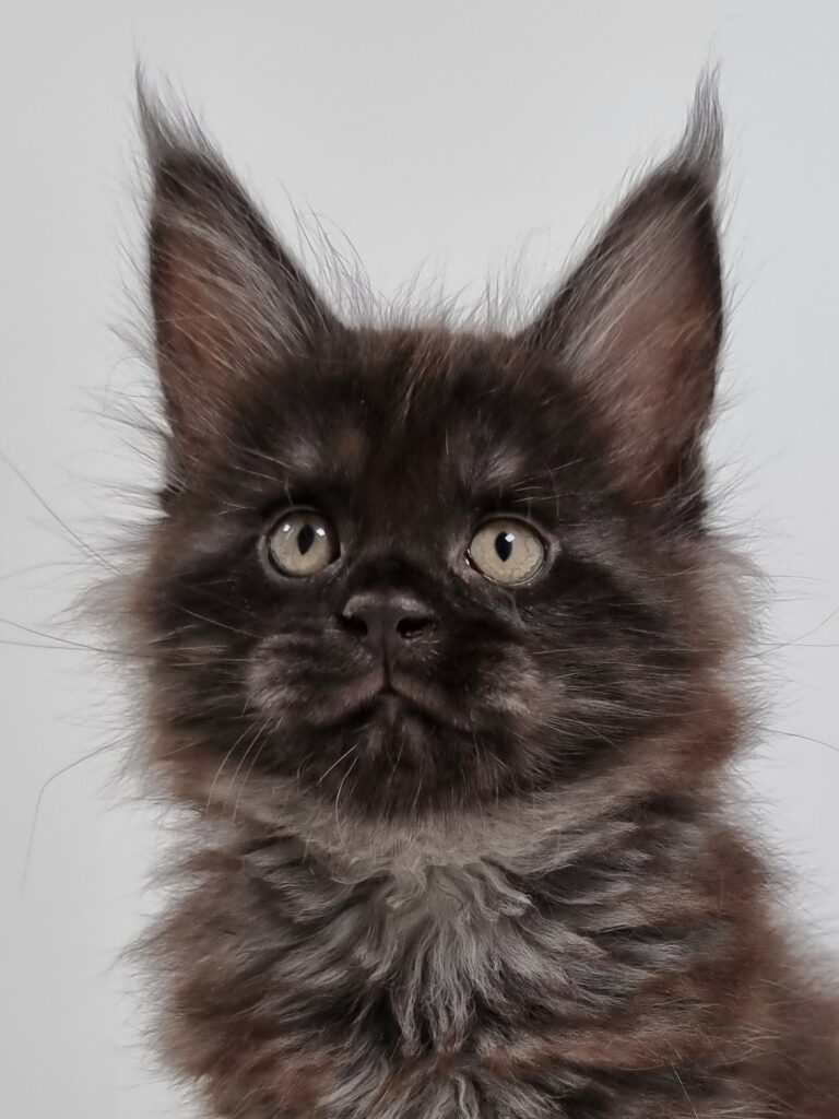 Nikomacoon's Venom - chaton maine coon male - black smoke - 7 semaines - nikomacoons-cattery