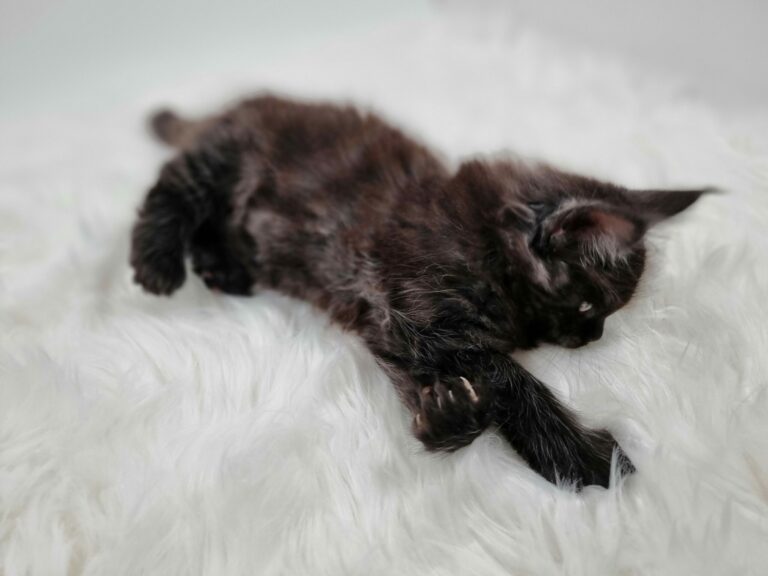 Nikomacoon's Venom - chaton maine coon male - black smoke - 7 semaines - nikomacoons-cattery