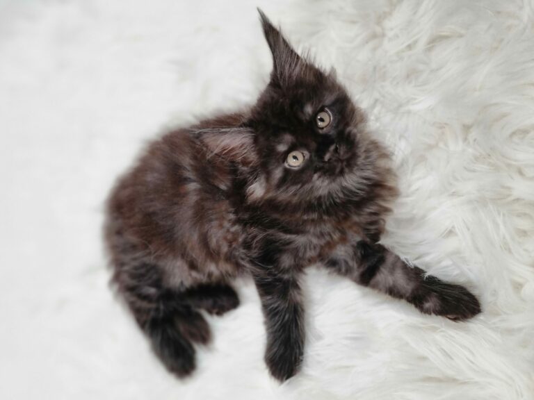 Nikomacoon's Venom - chaton maine coon male - black smoke - 7 semaines - nikomacoons-cattery
