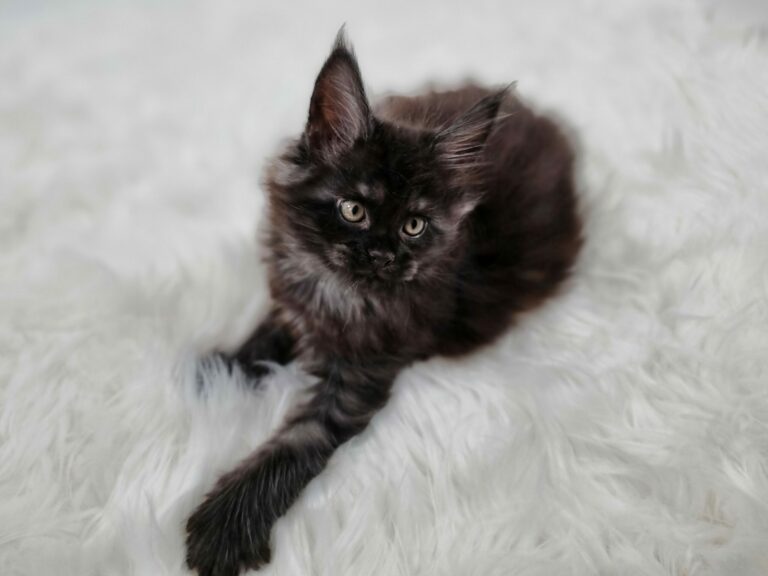 Nikomacoon's Venom - chaton maine coon male - black smoke - 7 semaines - nikomacoons-cattery