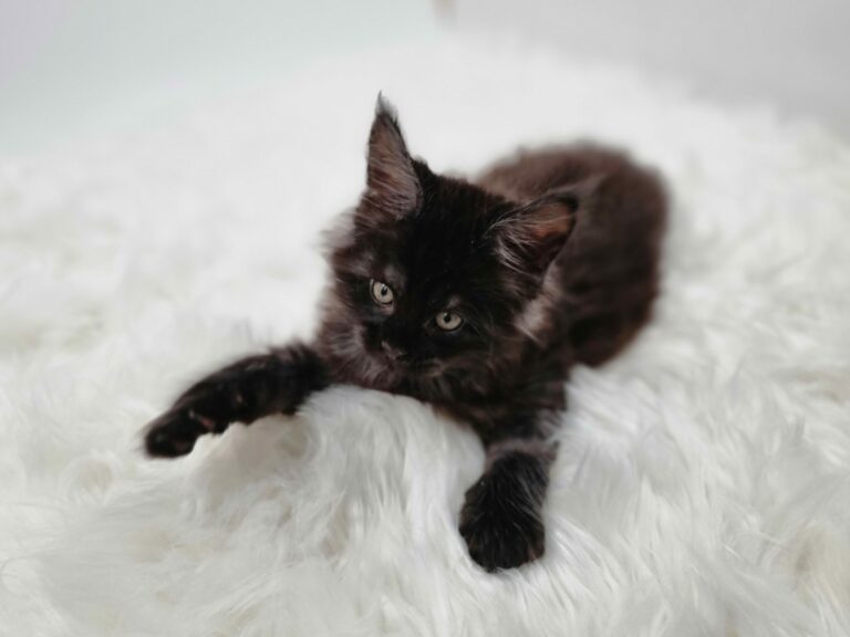 Nikomacoon's Venom - chaton maine coon male - black smoke - 7 semaines - nikomacoons-cattery