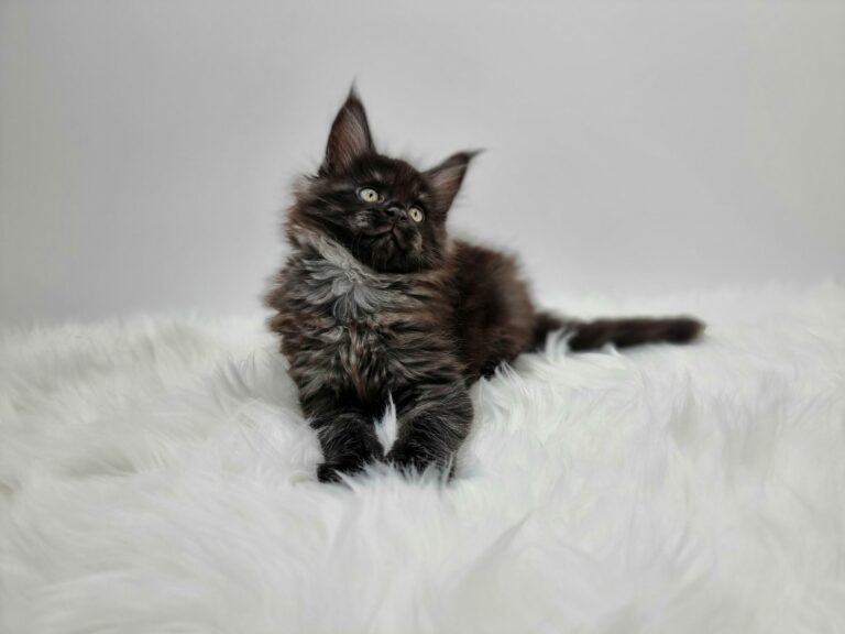 Nikomacoon's Venom - chaton maine coon male - black smoke - 7 semaines - nikomacoons-cattery