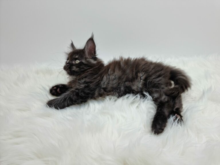 Nikomacoon's Venom - chaton maine coon male - black smoke - 7 semaines - nikomacoons-cattery