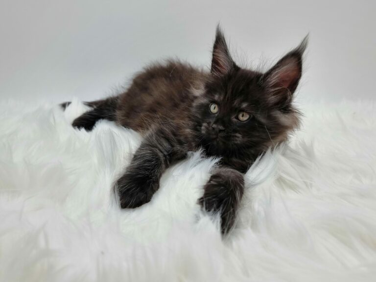 Nikomacoon's Venom - chaton maine coon male - black smoke - 7 semaines - nikomacoons-cattery