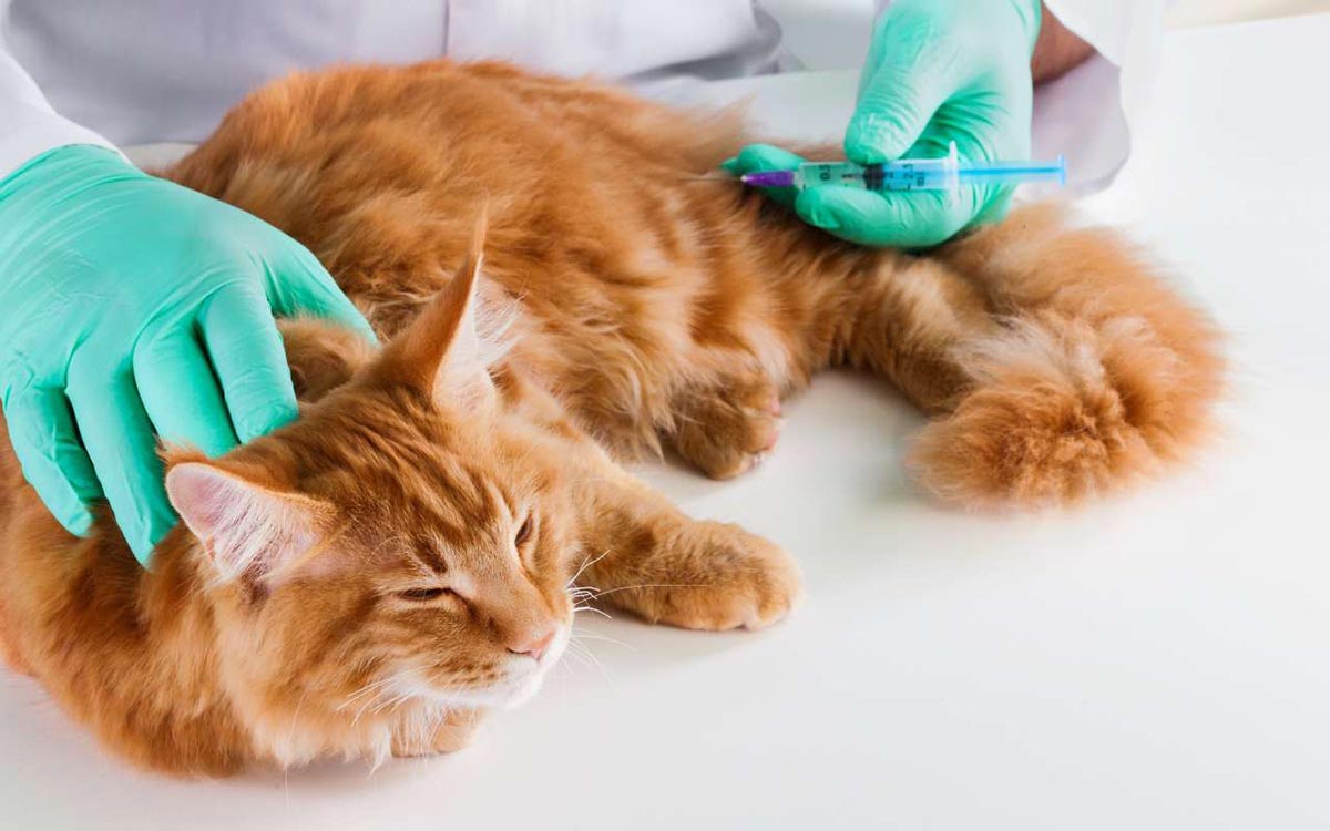 Vaccination du Maine Coon