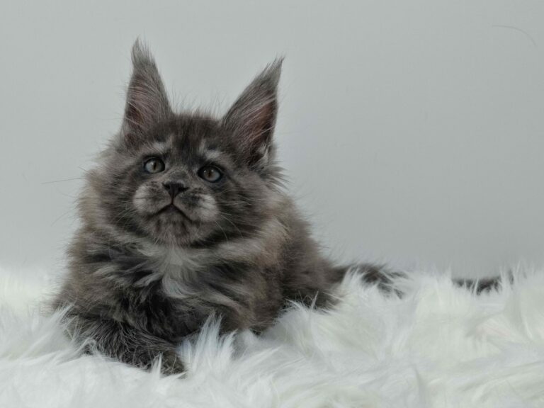 Nikomacoons Vénus - chaton maine coon femelle - bleu smoke - 2 mois - nikomacoons cattery (13)