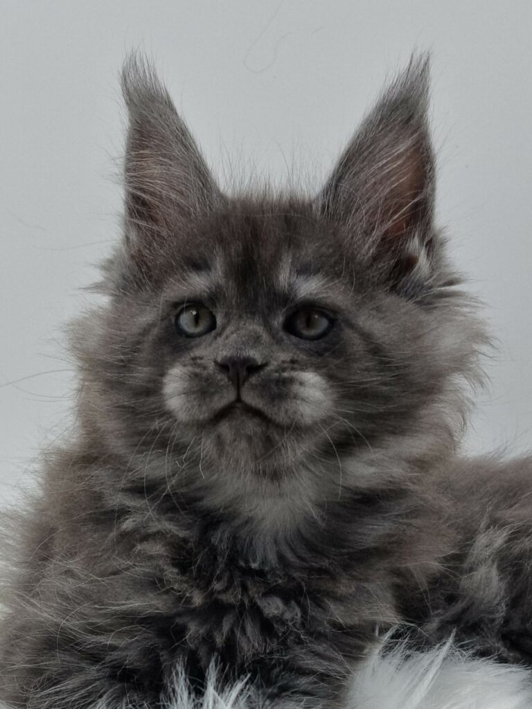 Nikomacoons Vénus - chaton maine coon femelle - bleu smoke - 2 mois - nikomacoons cattery