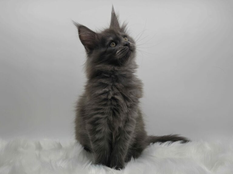 Nikomacoons Violette - chaton maine coon femelle - bleu smoke - 2 mois - nikomacoons cattery