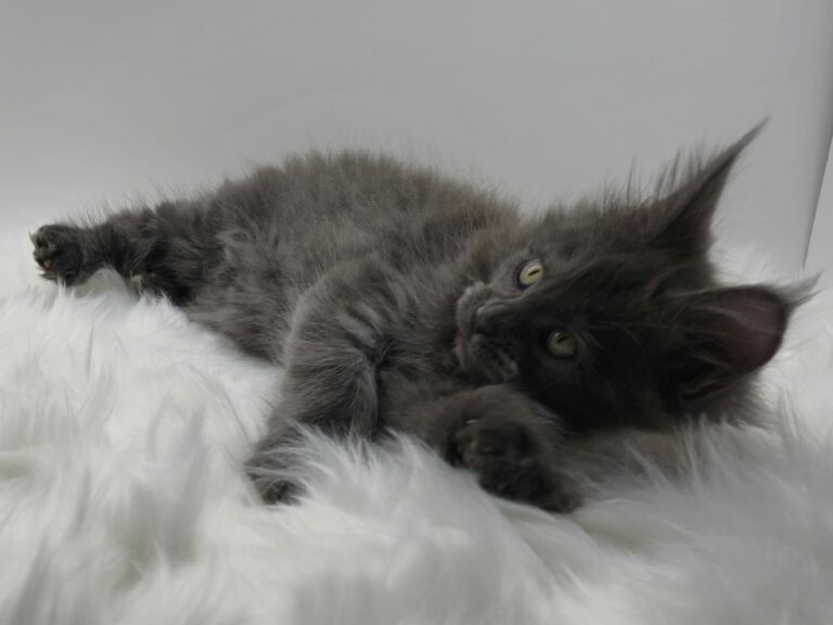 Nikomacoons Violette - chaton maine coon femelle - bleu smoke - 2 mois - nikomacoons cattery