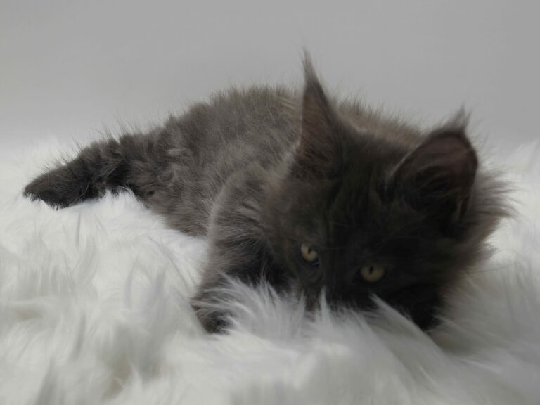 Nikomacoons Violette - chaton maine coon femelle - bleu smoke - 2 mois - nikomacoons cattery