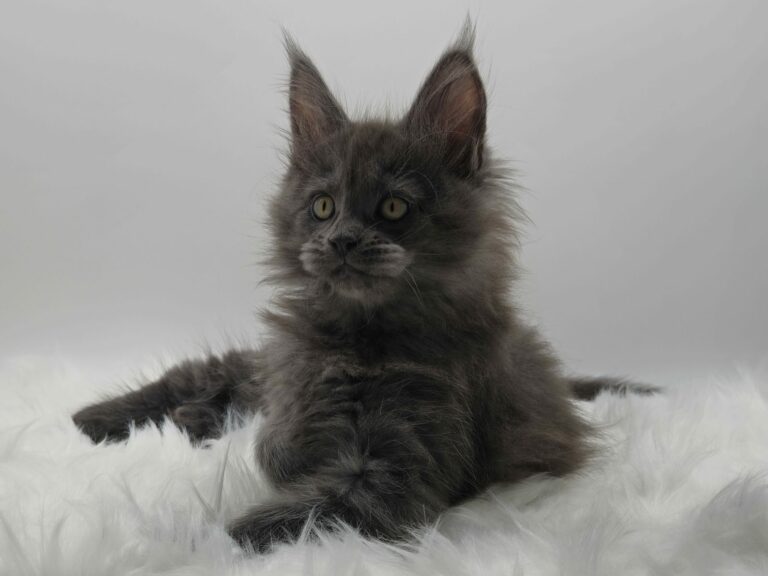 Nikomacoons Violette - chaton maine coon femelle - bleu smoke - 2 mois - nikomacoons cattery