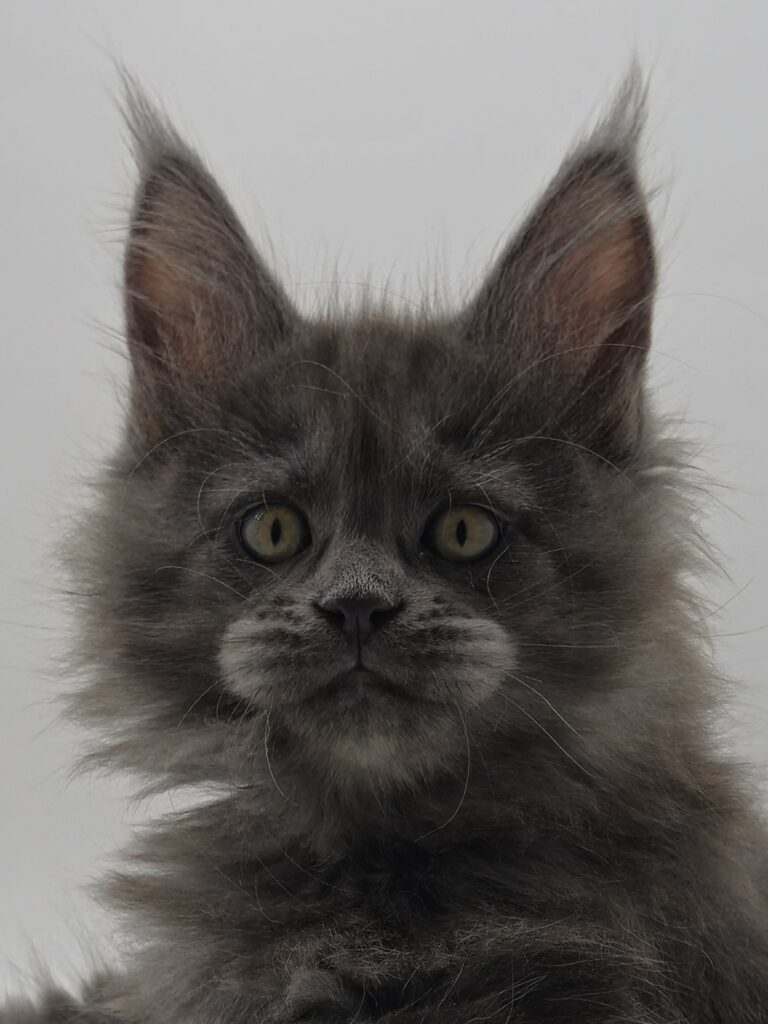 Nikomacoons Violette - chaton maine coon femelle - bleu smoke - 2 mois - nikomacoons cattery