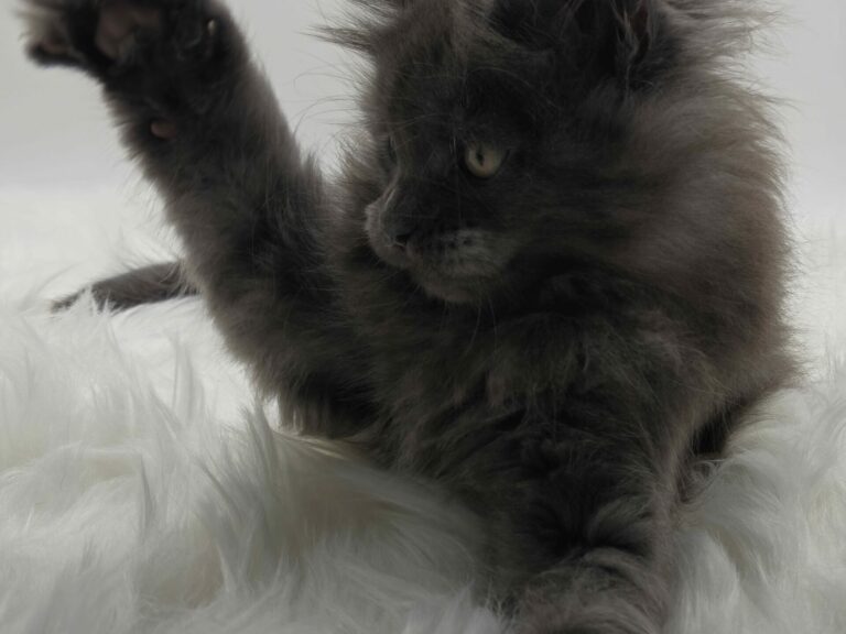 Nikomacoons Violette - chaton maine coon femelle - bleu smoke - 2 mois - nikomacoons cattery