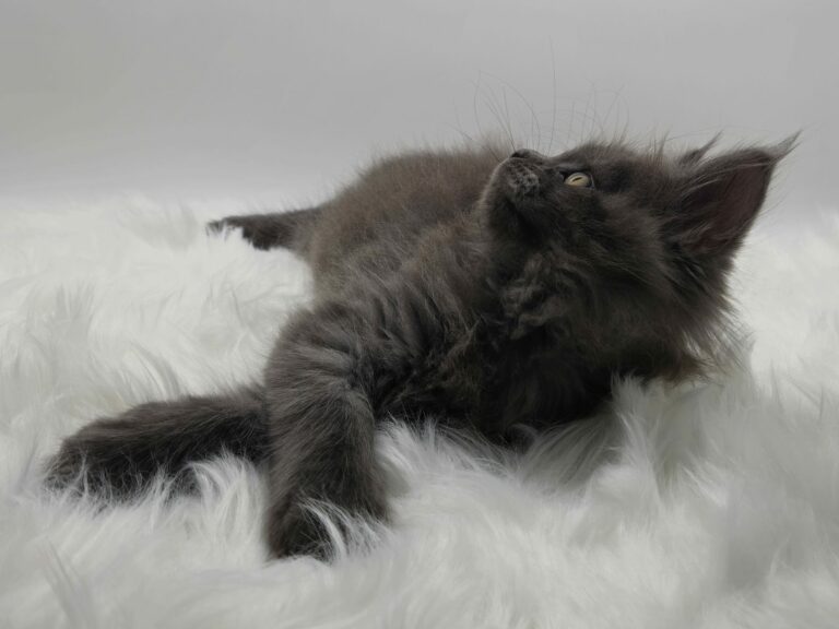 Nikomacoons Violette - chaton maine coon femelle - bleu smoke - 2 mois - nikomacoons cattery