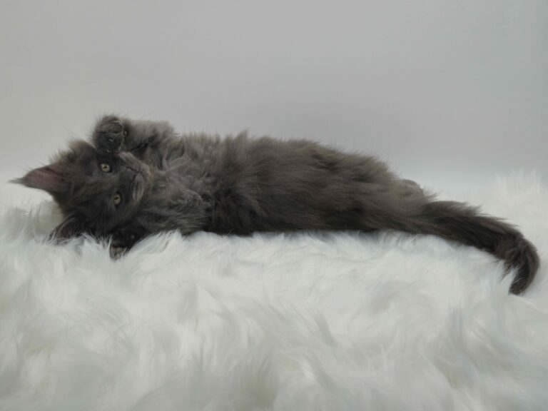 Nikomacoons Violette - chaton maine coon femelle - bleu smoke - 2 mois - nikomacoons cattery