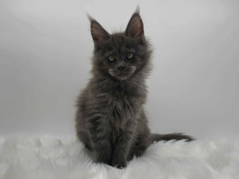 Nikomacoons Violette - chaton maine coon femelle - bleu smoke - 2 mois - nikomacoons cattery