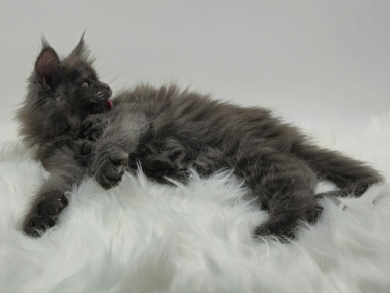 Nikomacoons Violette - chaton maine coon femelle - bleu smoke - 2 mois - nikomacoons cattery