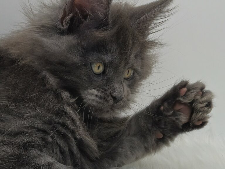 Nikomacoons Violette - chaton maine coon femelle - bleu smoke - 2 mois - nikomacoons cattery