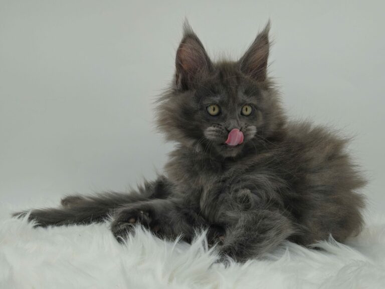 Nikomacoons Violette - chaton maine coon femelle - bleu smoke - 2 mois - nikomacoons cattery