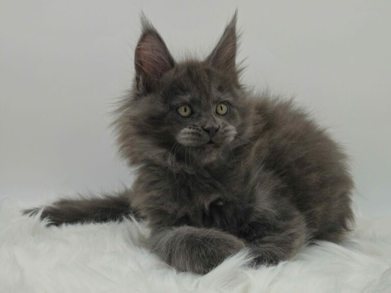 Nikomacoons Violette - chaton maine coon femelle - bleu smoke - 2 mois - nikomacoons cattery