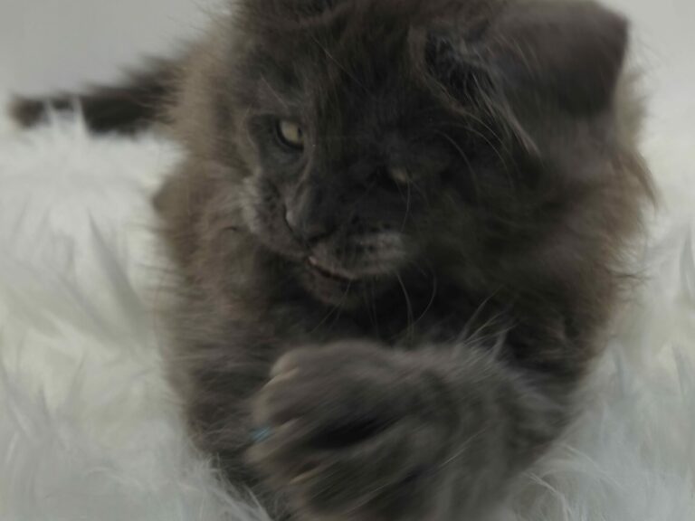 Nikomacoons Violette - chaton maine coon femelle - bleu smoke - 2 mois - nikomacoons cattery