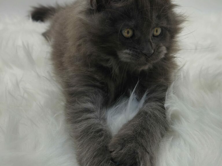 Nikomacoons Violette - chaton maine coon femelle - bleu smoke - 2 mois - nikomacoons cattery