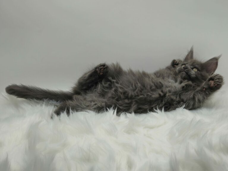 Nikomacoons Violette - chaton maine coon femelle - bleu smoke - 2 mois - nikomacoons cattery