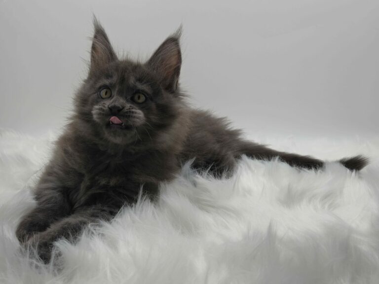 Nikomacoons Violette - chaton maine coon femelle - bleu smoke - 2 mois - nikomacoons cattery