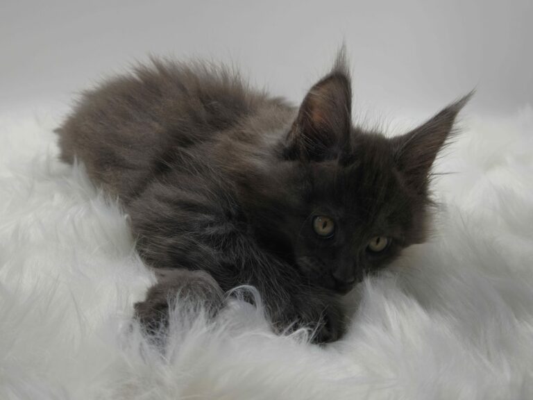 Nikomacoons Violette - chaton maine coon femelle - bleu smoke - 2 mois - nikomacoons cattery