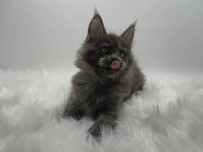 Nikomacoons Violette - chaton maine coon femelle - bleu smoke - 2 mois - nikomacoons cattery
